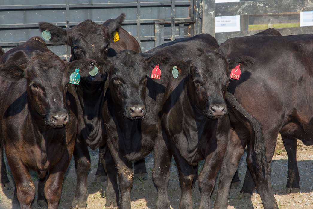 4 black cows