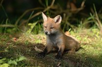 baby fox