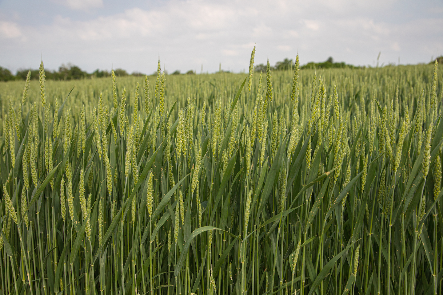 grain - field