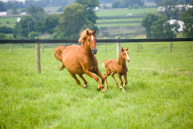 mare & foal