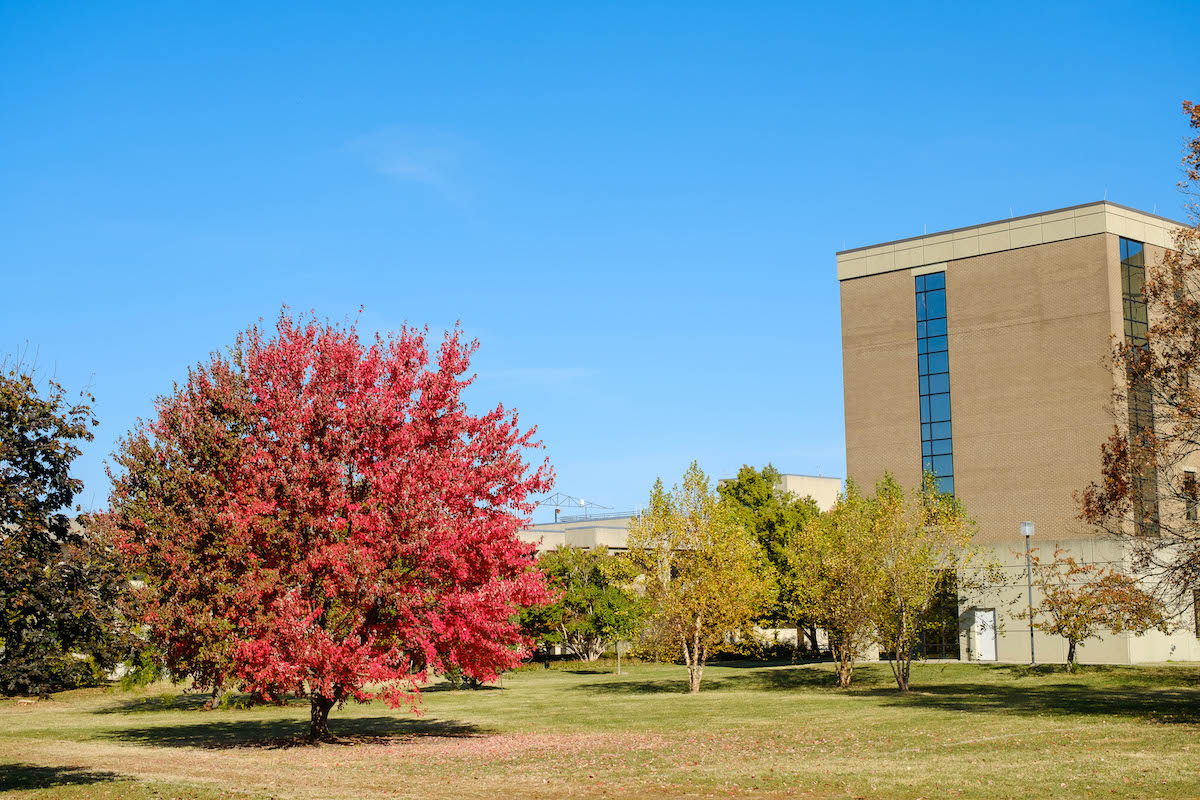 red leaf tree